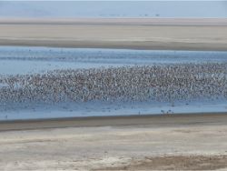 Phalarope spectacle at Great Salt Lake